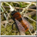 Andrena fulva - Rotpelzige Sandbiene w02.jpg